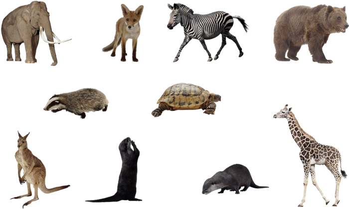 狐狸马匹老虎动物生物素材