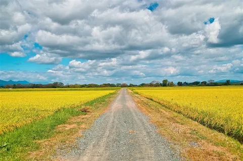 泥石路旁的庄稼田园风光