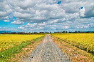 泥石路旁的庄稼田园风光