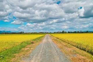泥石路旁的庄稼田园风光