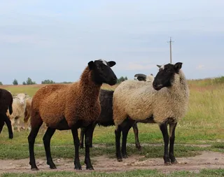 羊白羊牧场动物素材动物实拍