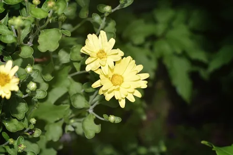 金黄色菊花高清图片 金黄色菊花高清图片