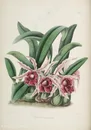唯美高清水彩花卉插画装饰画