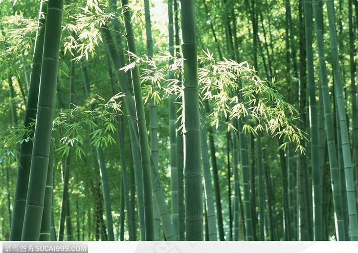 四季花木-阳光下绿色的竹林