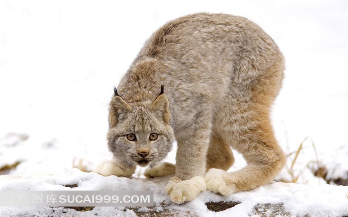雪地里拱背的小猫摄影素材