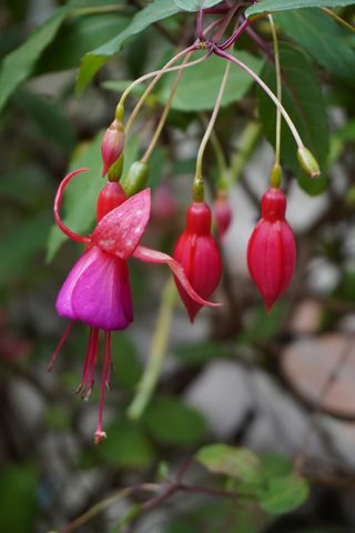 吊钟海棠-灯笼花