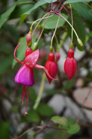 吊钟海棠-灯笼花