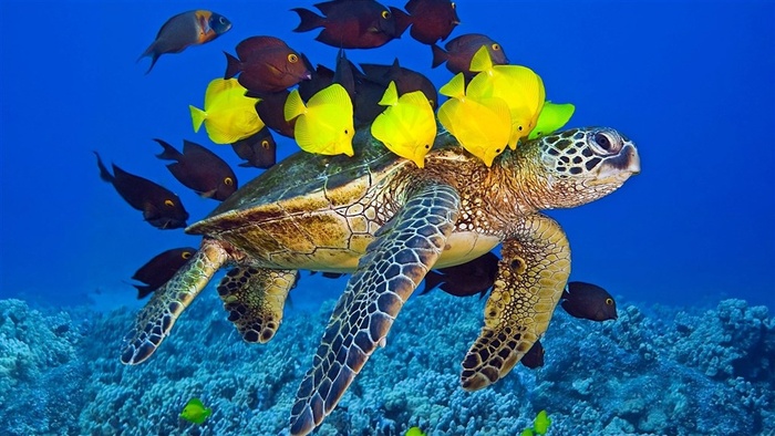 海洋生物海龟大图