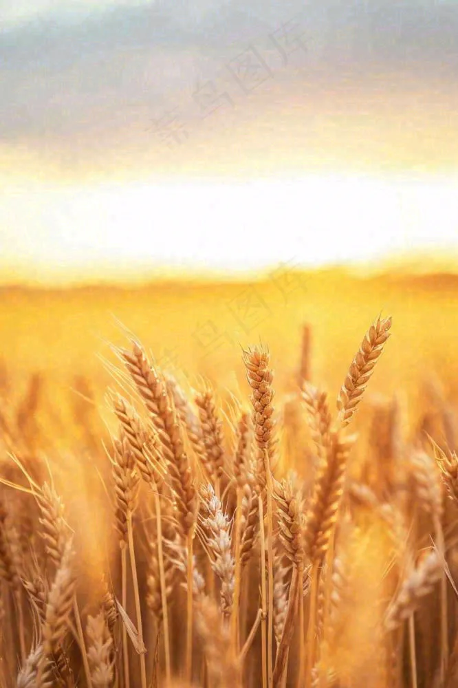 秋天收获小麦收割落日，秋分芒种小满粮食摄影图(896x1344)