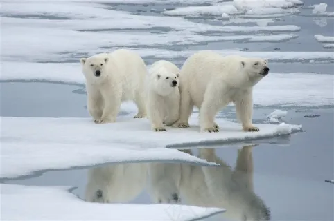 冰块上三只北极熊图片