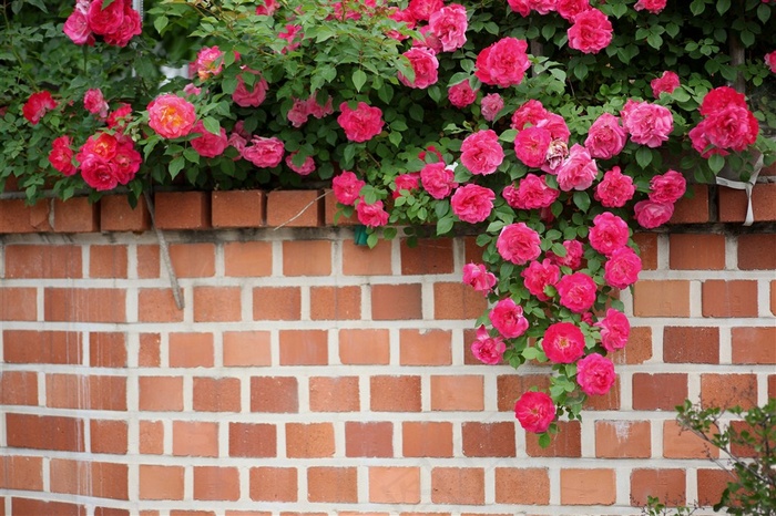 墙上月季花鲜花图片