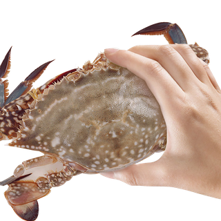 梭子蟹(1)海鲜超市商品红酒白底图免抠实物摄影png格式图片透明底