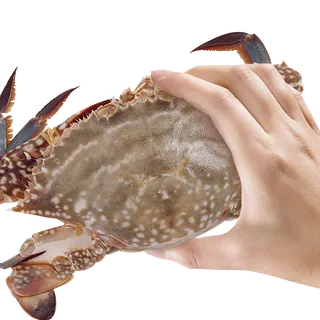 梭子蟹(1)海鲜超市商品红酒白底图免抠实物摄影png格式图片透明底