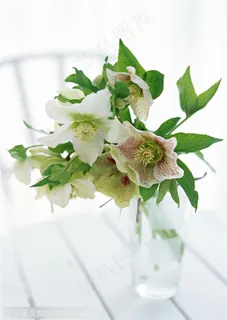 花卉物语-木地板上的一束百合花 花卉物语-木地板上的一束百合花