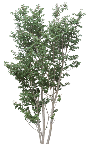 高清树木素材 免抠PSD植物素材 美术绘画园林贴图 树草灌木花草