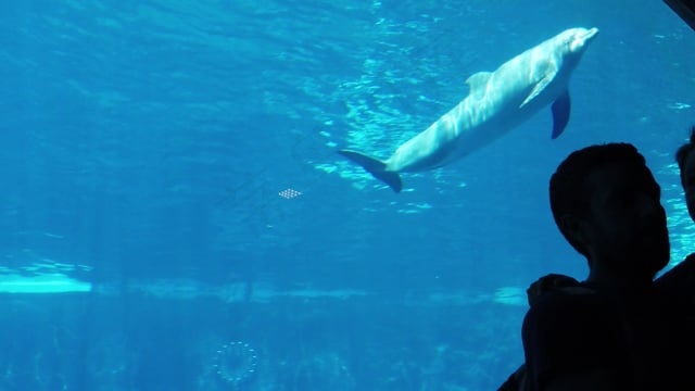 海豚, 水族馆, 蓝色的, 动物园, 展览, 鱼, 海