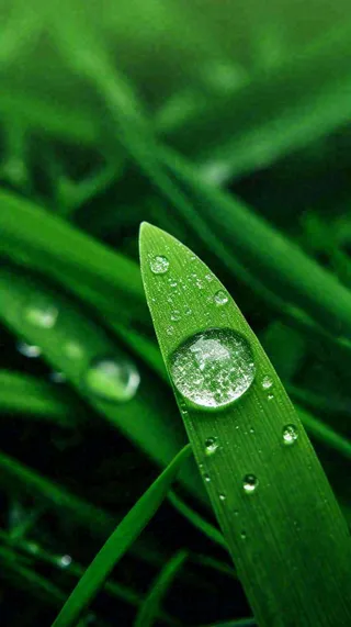 春天树叶草叶上晶莹剔透的水珠，雨水摄影图