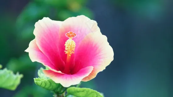 最美的花儿 最美的花儿