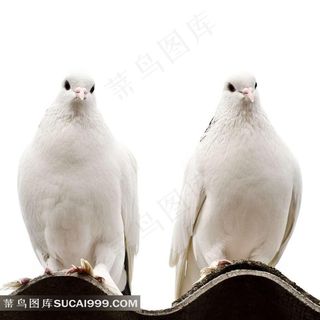 漂亮的鸽子素材