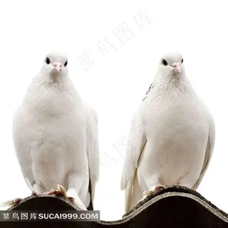 漂亮的鸽子素材