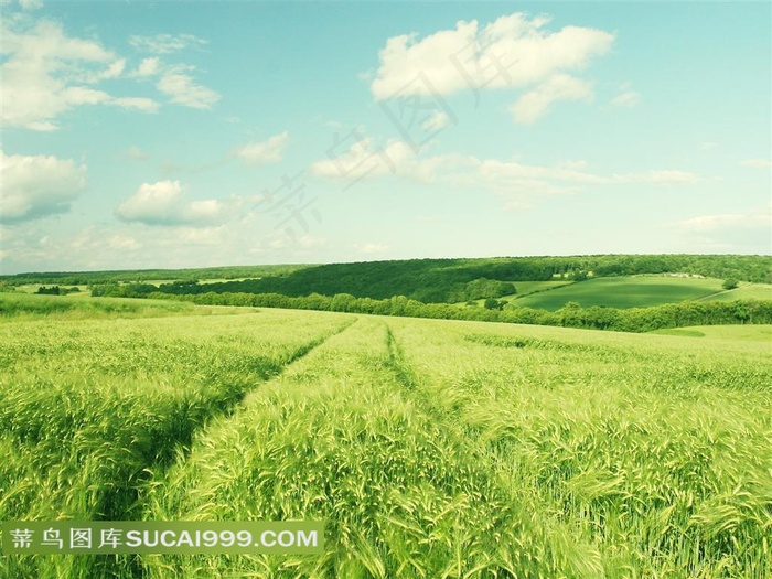 绿色麦田风景