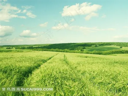 绿色麦田风景