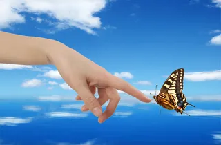 触手可及蝴蝶生命