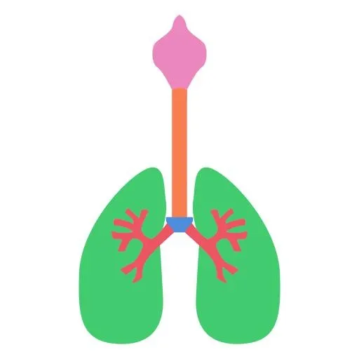 肺 PNG免抠(512x512)