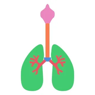 肺 PNG免抠