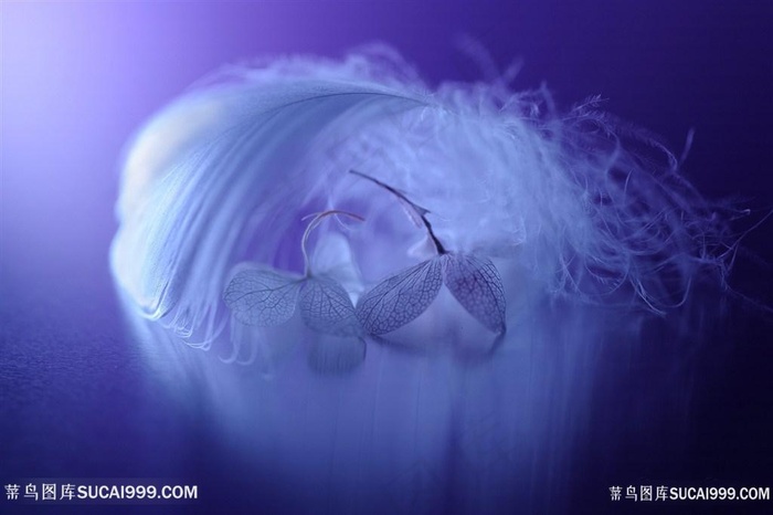 唯美光影绒毛鲜花图片