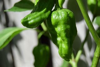 绿色青椒特写图片