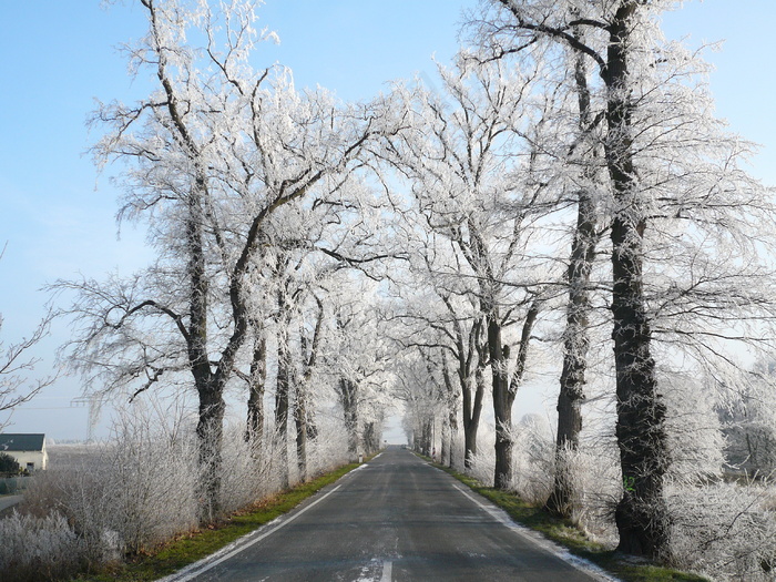 雪松公路图片