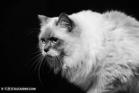 肥肥的猫咪图片