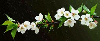 春天下雨花朵谷雨，惊蛰，雨水摄影图