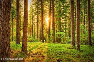 夕阳森林树林图片