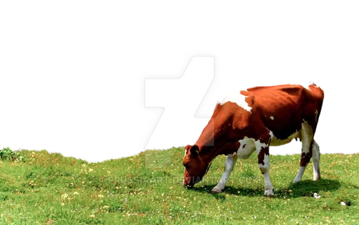 喂奶牛现代农业