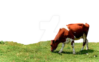 喂奶牛现代农业