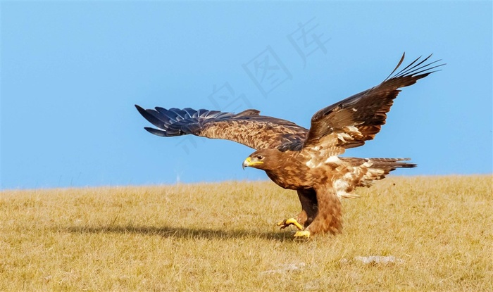 草原雕摄影素材