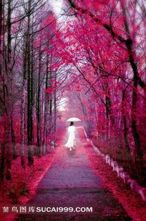 红叶飘洒白衣飘飘的美女