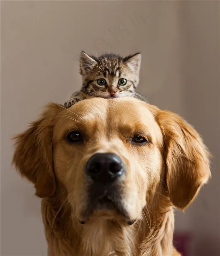 高清头顶上趴着小猫的金毛狗狗图片
