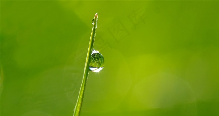 清新绿草上露珠