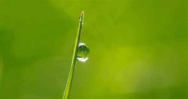 清新绿草上露珠