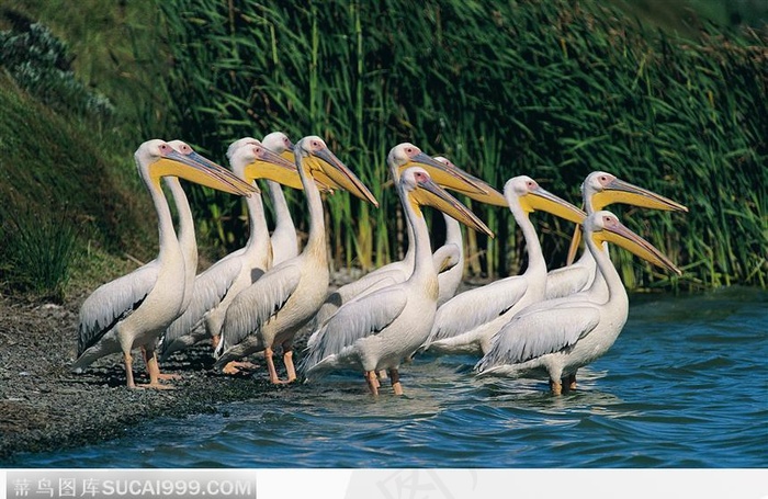 水中一群食鱼鸟