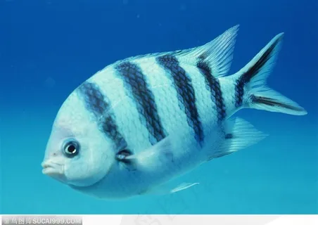 艳丽的珊瑚-漂亮的斑纹鱼