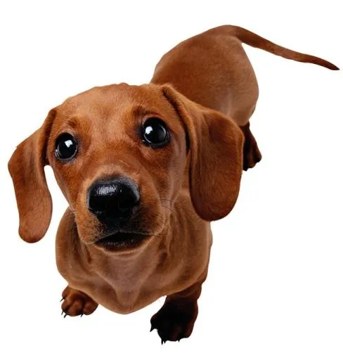 腊肠犬 PNG免抠(650x681)