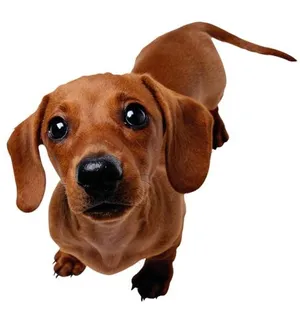 腊肠犬 PNG免抠