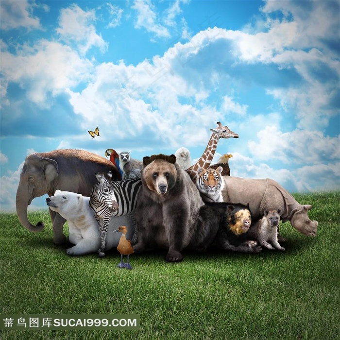 动物世界大全图片