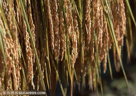农作物-收割好的稻穗倒挂起来的特写