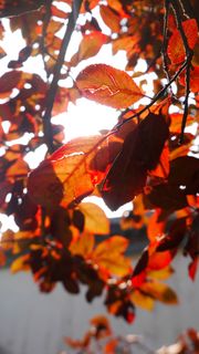 唯美秋天阳光金色叶子