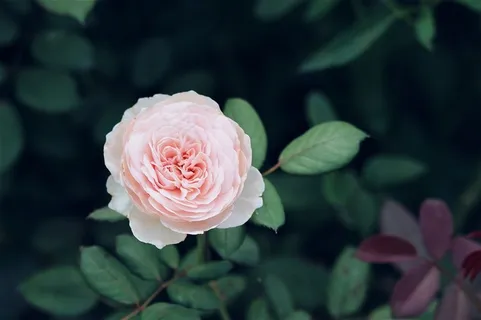 粉色的玫瑰花高清素材 粉色的玫瑰花高清素材